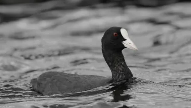 XRP-Kurs steigt: Ripple begeistert mit Neuigkeiten und Investitionen