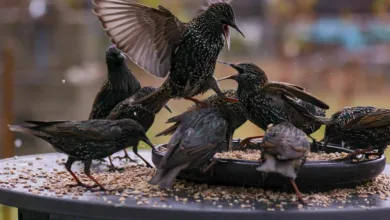 Bitcoin: Analysten streiten über Kursrückgang auf 56.000 USD