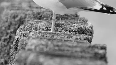 Trump unterstützt mit World Liberty Financial den Krypto-Hype