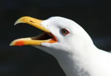 Buterin unterstützt Privacy-Apps mit 256 Ethereum-Spende