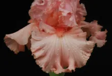 Quantenresistente Kryptowährungen: Wachsende Marktchancen