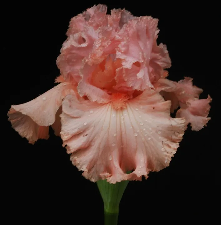 Quantenresistente Kryptowährungen: Wachsende Marktchancen