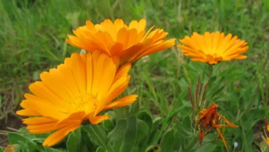 Nvidias Rekordzahlen und die Sorgen der Investoren