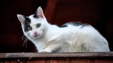 Cardano erholt sich vorsichtig: Marktbeobachtungen im Fokus