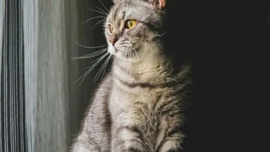 Kryptowährungen im Sinkflug: Ein kritischer Blick auf die Zukunft