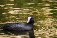 Ripple investiert in Talente zur Stärkung des XRP Ledgers