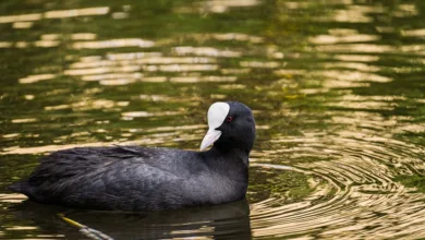 Ripple investiert in Talente zur Stärkung des XRP Ledgers