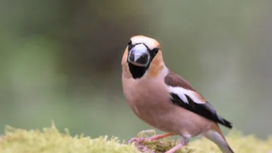 Aktiensturz bei Core Scientific: Gründe und Auswirkungen erklärt