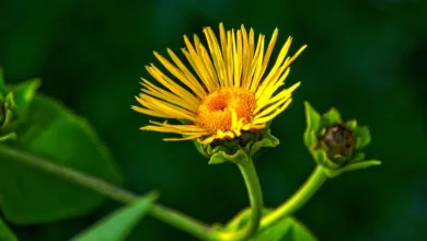 Neue ETFs für XRP und Dogecoin: Kurse steigen vor Start