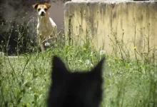 Die Bedeutung des Crypto Fear & Greed Index für Investoren