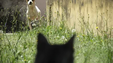 Die Bedeutung des Crypto Fear & Greed Index für Investoren