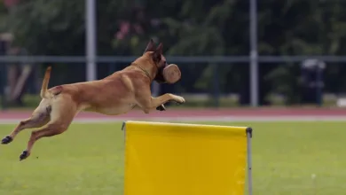 Dogecoin: Aufbruch oder Hürde? Der Kurs im Fokus