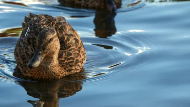 Ripple im Fokus: Wall Street setzt auf digitale Zukunft