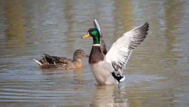 Ripple ODL: Die Lösung für gebundenes Kapital im Zahlungsverkehr