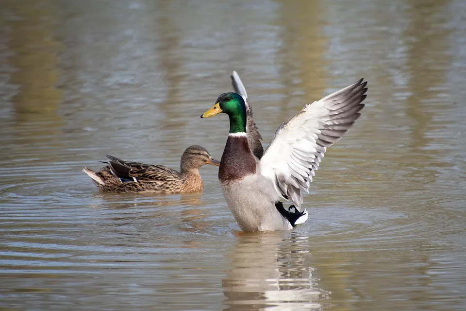 Ripple ODL: Die Lösung für gebundenes Kapital im Zahlungsverkehr