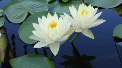 Frühe Anzeichen für DEX-Token vor der Altcoin-Saison