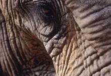 Hyphe erhält MiCA-Lizenz und erweitert digitale Finanzdienstleistungen