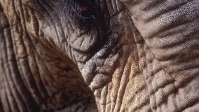 Hyphe erhält MiCA-Lizenz und erweitert digitale Finanzdienstleistungen