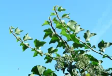 Hedera: Aufstieg und Fall einer Kryptowährung im Fokus