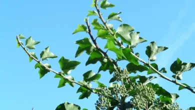 Hedera: Aufstieg und Fall einer Kryptowährung im Fokus