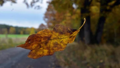 XRP-Kurs unter Druck: Analysten warnen vor fallenden Preisen