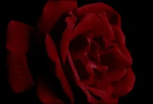 Wachstum im digitalen Asset Markt: HashStaking im Fokus