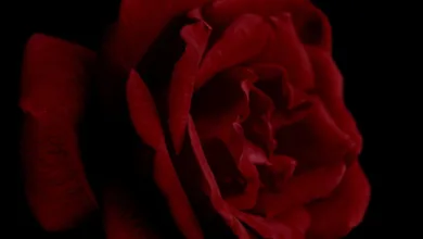 Wachstum im digitalen Asset Markt: HashStaking im Fokus