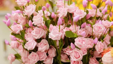 Solana-Kurs: Abwärtstrend und mögliche Unterstützung auf 116 USD