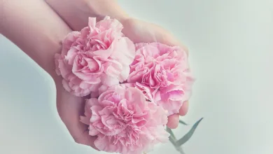 Evernorth Holdings: XRP Einzug in die Finanzwelt