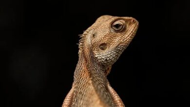 Kryptowährungen im Fokus: DeepSnitch AI als Geheimtipp