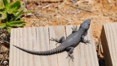 Zcash: Grayscale-Antrag weckt Hoffnung auf Markt-Erholung