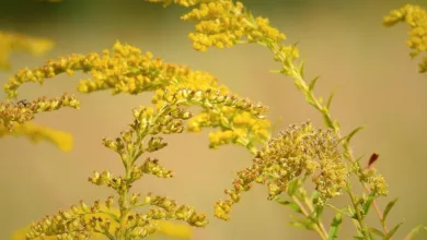 Riesiger Krypto-Diebstahl: Lazarus Gruppe greift Upbit an