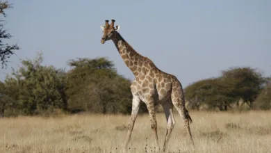 MoonBull: Die nächste Chance auf 100-fache Crypto-Rendite