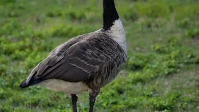 Bitcoin: Entscheidungsschlacht um 107.000 Dollar steht bevor