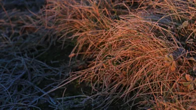 Krypto-Trends im November: BullZilla und etablierte Player