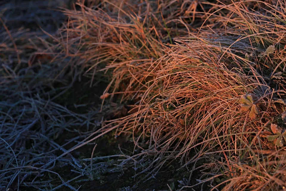 Krypto-Trends im November: BullZilla und etablierte Player