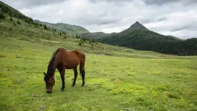 Kryptowährungsmarkt im freien Fall: Bitcoinkurs bricht ein