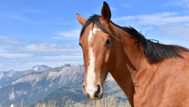 Krypto-Trend 2026: Whitelist zuerst, Fragen später