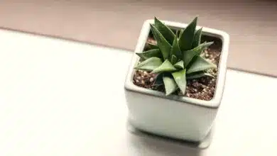 BlackRock plant neuen Kryptofonds für gestaktes Ethereum