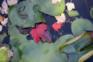 Bitcoin und Ethereum fallen: PAX Gold erreicht Rekorde