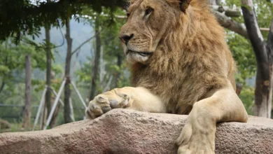 Pepenode: Ein aufstrebender Stern unter Meme-Coins 2025