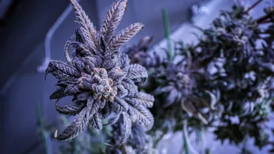 Illegale Krypto-Minen in Iran: Gefährliche Energiekrise wächst