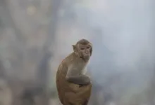 Klarna kündigt Einführung des Stablecoins KlarnaUSD an