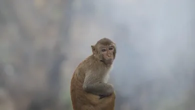 Klarna kündigt Einführung des Stablecoins KlarnaUSD an