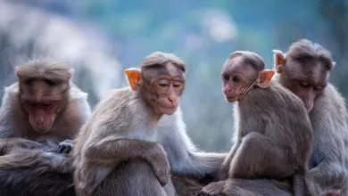 Apeing: Sicher in den neuen Krypto-Markt investieren