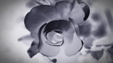 Bitcoin unter 92.000 Dollar: Marktpanik und Verluste für Altcoins