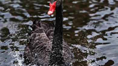Uniswap gewinnt an Dynamik: Ein Blick auf die Unification