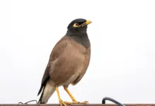 Krypto-Gehaltsstrategien: Mit Solana NUPL stabil bleiben