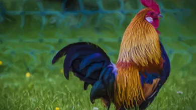 coinIX startet digitale Vorzugsaktien mit 10 % Dividende