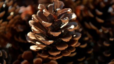 Weihnachtliche Heimwerker: Männer und ihre Adventstraditionen